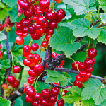 Consort Black Currant, Red Currant, Red Lake Currant, Black Currant Live Plant 5-9 Inc, Choose Variety