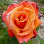 Royal Dane Rose Plant Live