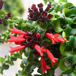 2 Twisted Curly Lipstick Houseplant, Red Lipstick Plants Live