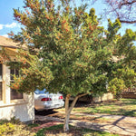 2 Dwarf Yaupon Holly Trees