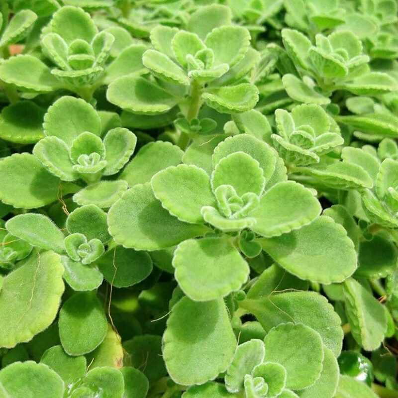 2 Plectranthus Tomentosa Vicks Plants Live
