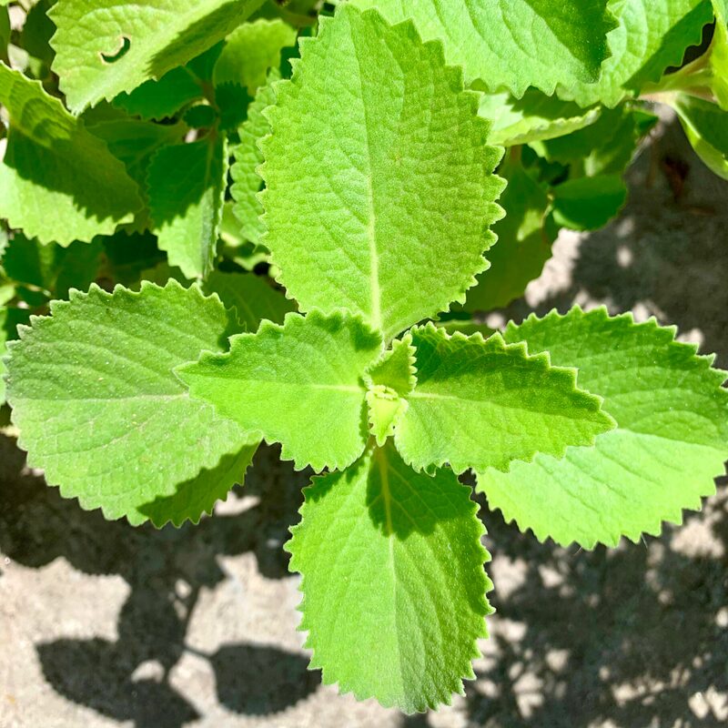 3 Variegated Cuban Oregano Plants Live, 3 to 6 Inc Tall