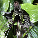 Tacca Chantrieri Black Bat Flower Plant In 4 Inch Pot