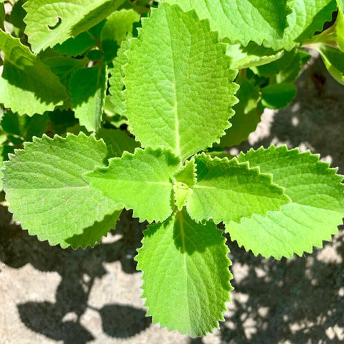 03 Mix Cuban Oregano Plants Live, 3 to 6 Inc Tall, Green Variegated Mexican Mint Plant