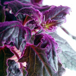 2 Gynura Aurantiaca Purple Passion Velvet, In 4 Inch Pot