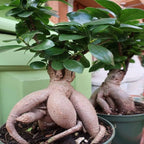 Ficus Microcarpa Ginseng - Ficus Bonsai