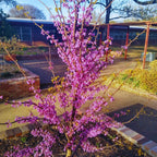 80 Giant Redbud Tree Seeds - Showy Flowering Shrub Cercis Gigantea Red Bud Trees Live Plants Bareroot Seedlings Outdoor Fast Growing