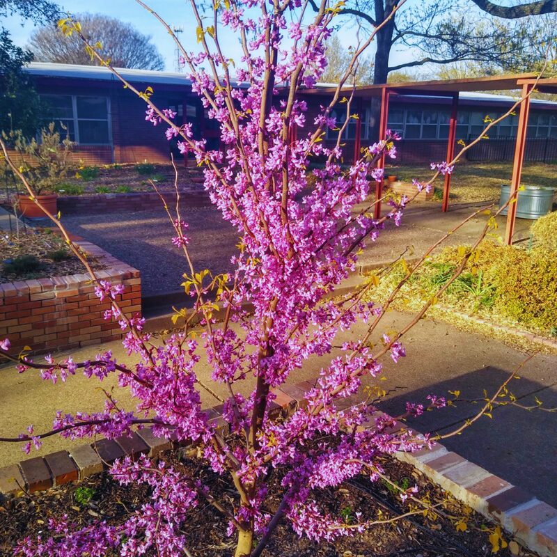 80 Giant Redbud Tree Seeds - Showy Flowering Shrub Cercis Gigantea Red Bud Trees Live Plants Bareroot Seedlings Outdoor Fast Growing