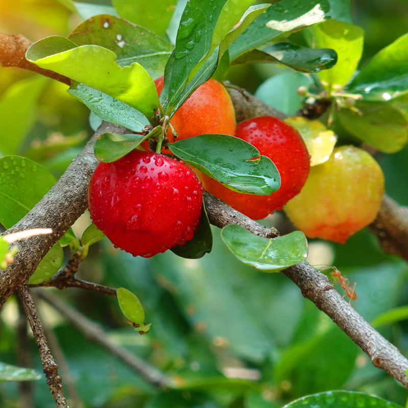 2 Dwarf Barbados Cherry Trees Live Plants Acerola 8 Inch