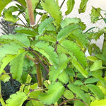 Kalanchoe Pinnata Plant Live, 4-8 Inch Tall, 4 Inc Pot
