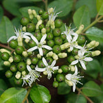 Murraya Koenigii Curry Leaf Plant 5-9 Inc Tall, 4 Inch Pot