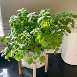 Plectranthus Tomentosa Vicks Herb Plant