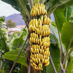 2 Grand Nain Banana Plants 4-8 Inc