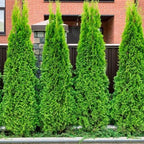 1 Thuja Green Giant Arborvitae Tree Live Plant - 2.5" Pot - 12-18" Tall
