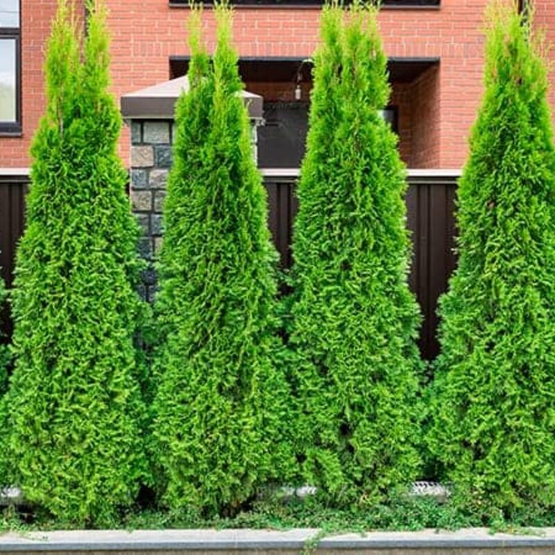 1 Thuja Green Giant Arborvitae Tree Live Plant - 2.5" Pot - 12-18" Tall