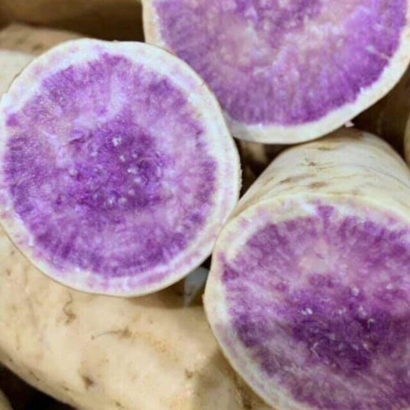 Okinawa Sweet Potato Slips, Sweet Potato Vine Live Plant - 15 Slips Non-Gmo Organic - Well Rooted - Zone: 10-11- Outdoors - Full Sun