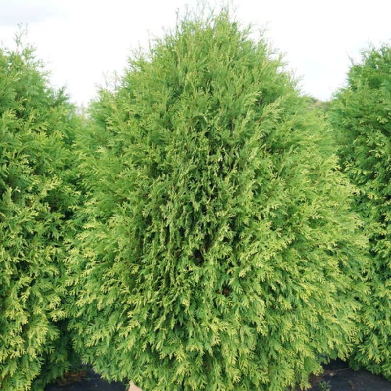 5 Thuja Green Giant Arborvitae Trees Live Plants - 2.5" Pot - 6-12" Tall