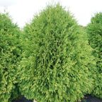 5 Thuja Green Giant Arborvitae Trees Live Plants - 2.5" Pot - 6-12" Tall