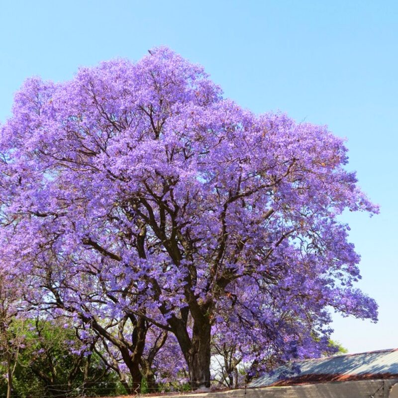 Set 4 Mini Jacaranda Mimosifolia Live Trees - 2" Pot