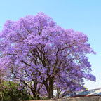 Purple Blue Jacaranda Mimosifolia Tree Live Plant Great for Bonsai - Zones 9-11