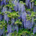 Wisteria Vine 10-15 Inch Tall