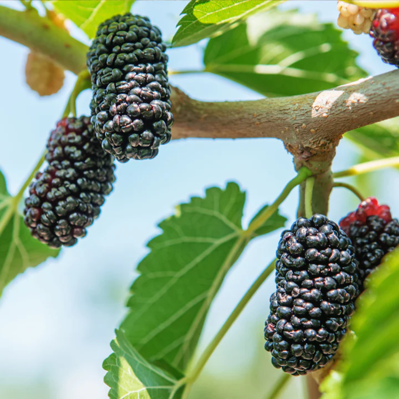 Illinois Everbearing Mulberry Plant 5-8 Inch Height