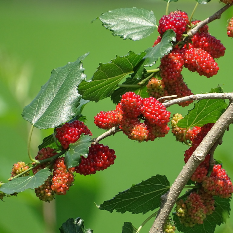 2 Red Mulberry Trees 5-8 Inch Height