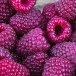 2 Glencoe Raspberry Plants 4-8 Inch Tall