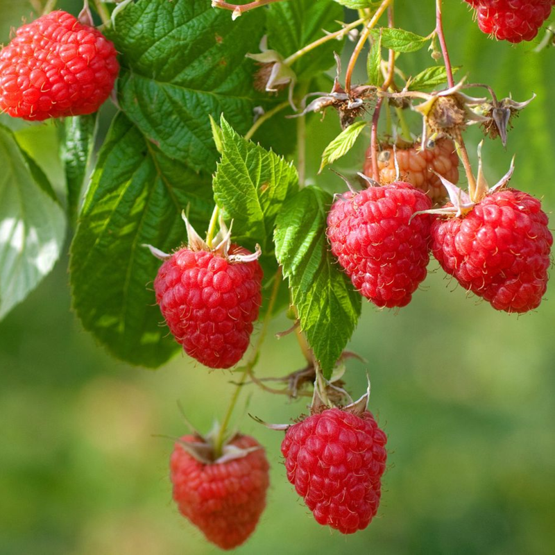 2 Red Raspberry Plants 4-8 Inch Tall