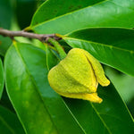 Guanabana Soursop Tree 5-9 inc Height