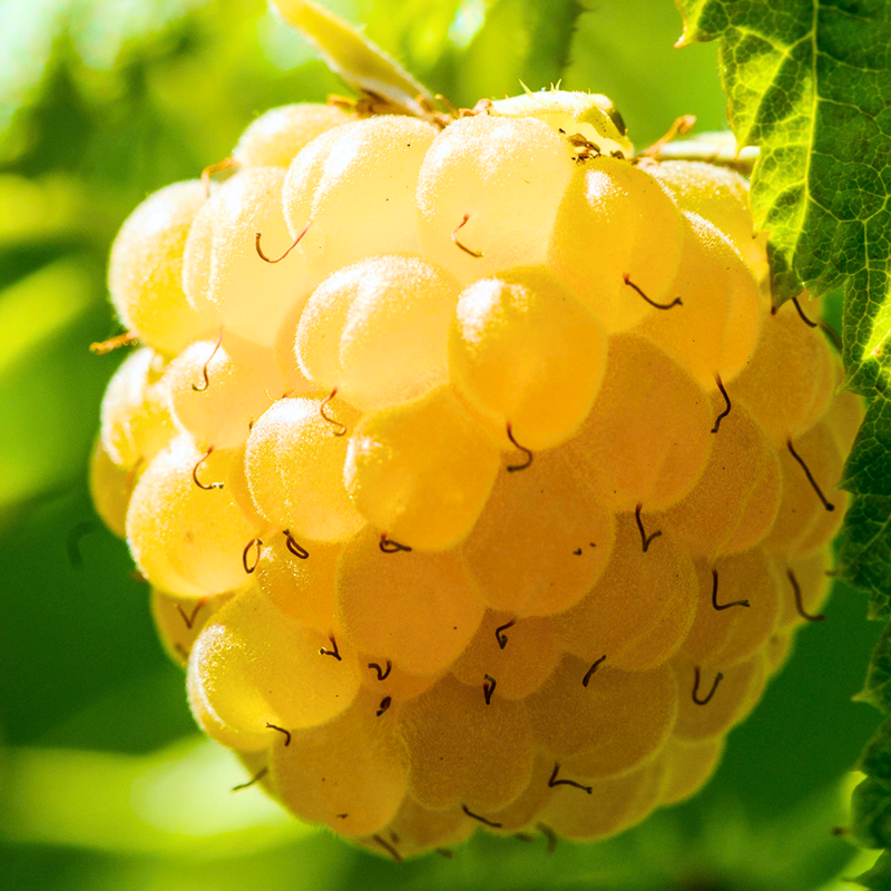 4 Fall Gold Raspberry Trees Plant 4-8 Inch Tall