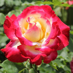 Double Delight Rose Plant Live