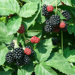Triple Crown Blackberry Plants