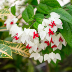 2 Clerodendrum White Bleeding Heart Live Plants 4-8 Inch Tall