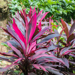 3 Cordyline Red Sister Hawaiian Ti Plants 7-10 Inch Tall