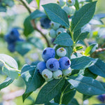 Emerald Blueberry Plant