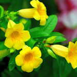 Yellow Allamanda Plant 4-6 Inc
