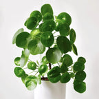4 Chinese Money Plants Live Indoor, 4 Inc Tall, Pilea Peperomioides Plants Live, Live Chinese Money Plant, No Pot, Pilea Peperomioides Live Plant