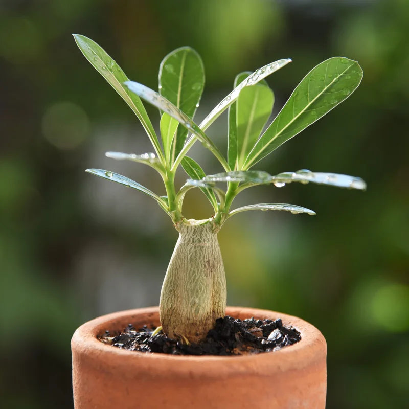 4 Desert Rose Plants Live, Desert Rose Plants Live In Flower Pot 3 To 4 Inches Tall