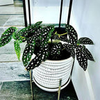 4 Live Begonia Angel Wing Maculata Set, Size 5-9 Inch Tall, Polka Dot Begonia Plants, Indoor Outdoor Decorative Houseplants