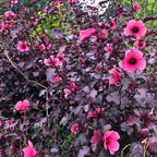 4 Hibiscus Live Plants, Cranberry Hibiscus Plants, 4 to 7 Inches Long, Hibiscus Well Rooted, Live Hibiscus Plants, Hibiscus Plants Live, Easy to Plant