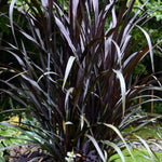 4-Pack Fountain Grass Plants - 5-9 Inch Tall Ornamental Grass Live Plants for Indoor &amp; Outdoor Landscaping