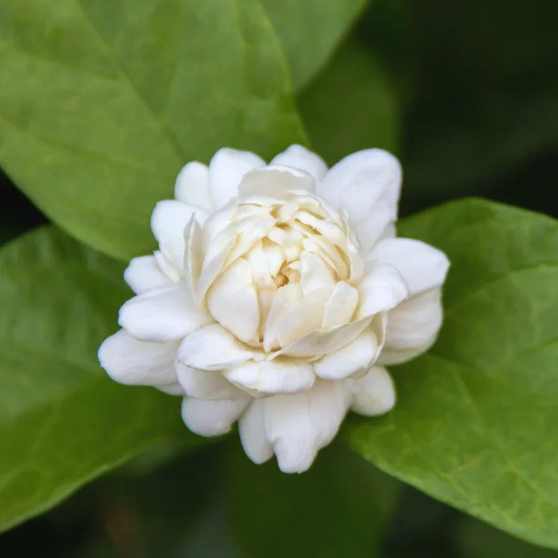 4 Plants, Live Mix Jasmine Plants – 4 to 6 Inch Jasmine Plant Live - Hardy and Fragrant Shrub for Outdoor Indoor