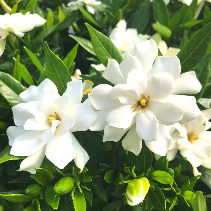 4 Plants, Live Mix Jasmine Plants – 4 to 6 Inch Jasmine Plant Live - Hardy and Fragrant Shrub for Outdoor Indoor