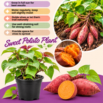 Sweet Potato Live Plant, Ipomoea Batatas Starter, 4-Inch Pot