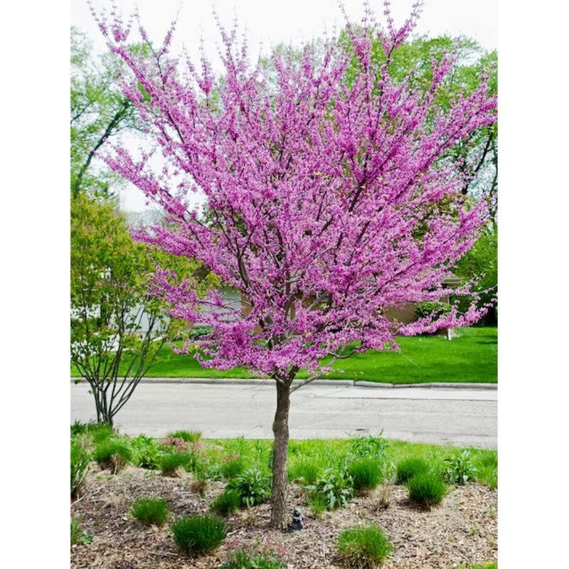 6 Eastern Redbud Trees - 12-24" Stunning Spring Blooms - Zones 5-9 - Red Bud Trees Live Plants Outdoor - Fast Growing Cercis Canadensis Bareroot