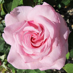 Dream Rose Plant Live