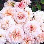 Gruss An Aachen Rose Plant Live