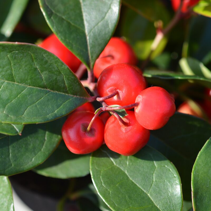 American Wintergreen, Gaultheria procumbens