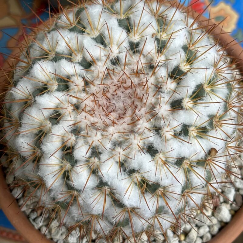 Mammillaria Chionocephall, Snowball Cactus, Powder Puff Cactus